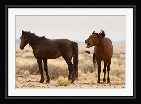 Framed Namibia, Aus. Two wild horses on the Namib Desert. Print