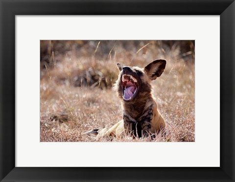 Framed Namibia, Harnas Wildlife, African wild dog wildlife Print