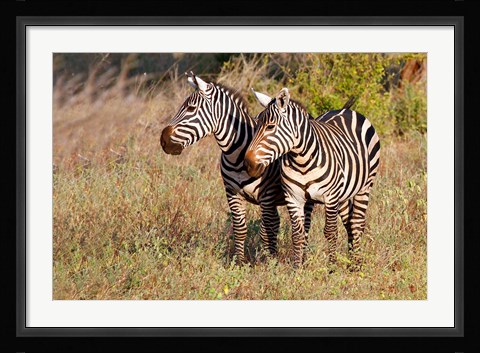 Framed Pair of Zebras in Meru National Park, Meru, Kenya Print