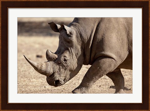 Framed Profile close-up of endangered white rhinoceros, Okapuka Ranch, Windhoek, Namibia Print
