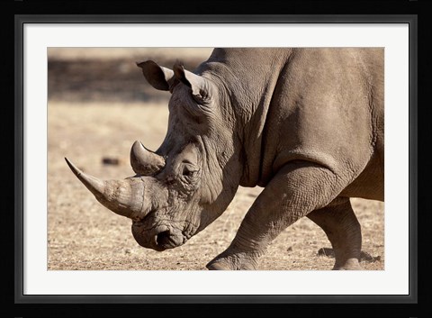 Framed Profile close-up of endangered white rhinoceros, Okapuka Ranch, Windhoek, Namibia Print