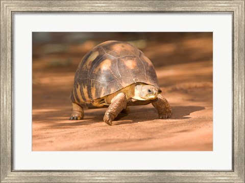 Framed Radiated Tortoise in Sand, Madagascar Print