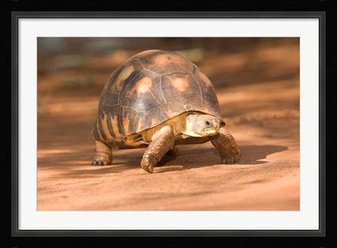 Framed Radiated Tortoise in Sand, Madagascar Print