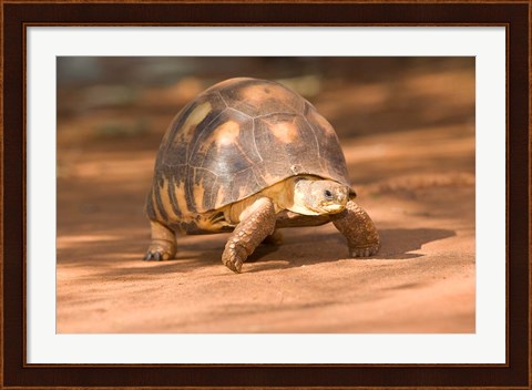 Framed Radiated Tortoise in Sand, Madagascar Print