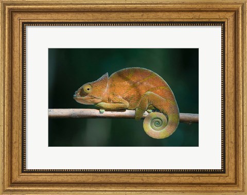 Framed Parson&#39;s Chameleon lizard, Perinet Reserve, Madagascar Print