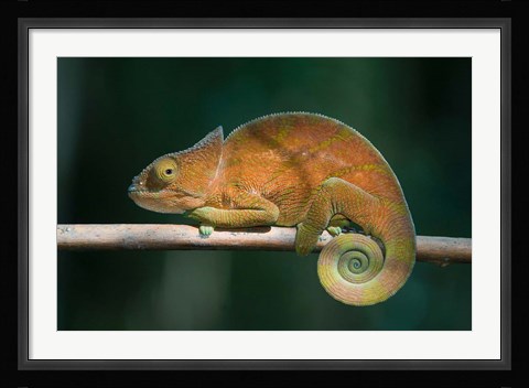 Framed Parson's Chameleon lizard, Perinet Reserve, Madagascar Print