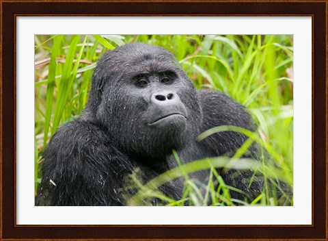 Framed Mountain Gorilla in Rainforest, Bwindi Impenetrable National Park, Uganda Print