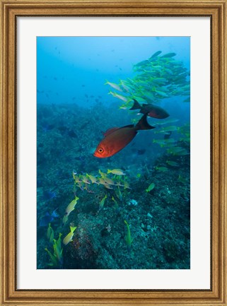 Framed Mozambique, Guinjata Bay, Jangamo Beach, Tropical fish Print