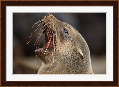 Framed Namibia, Cape Cross Seal Reserve. Close up of Southern Fur Seal Print
