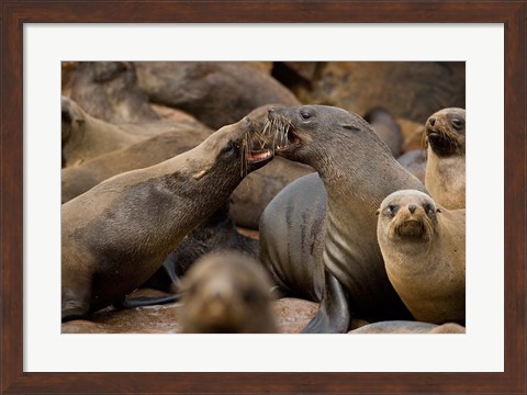 Framed Namibia, Cape Cross Seal Reserve. Group of Southern Fur Seal Print