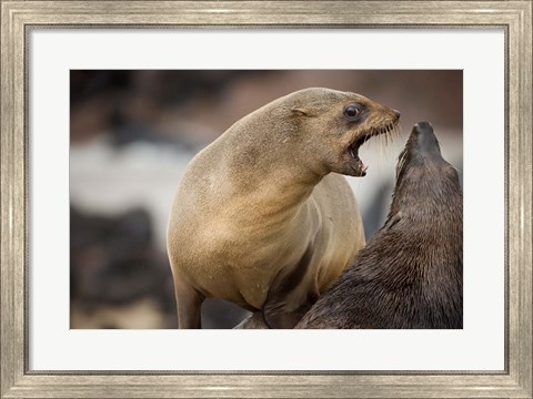 Framed Namibia, Cape Cross Seal Reserve. Southern Fur Seals Print