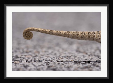 Framed Namibia, Caprivi Strip, Flap Necked Chameleon lizard Tail Print