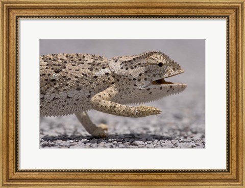 Framed Namibia, Caprivi Strip, Flap Necked Chameleon lizard Head Print