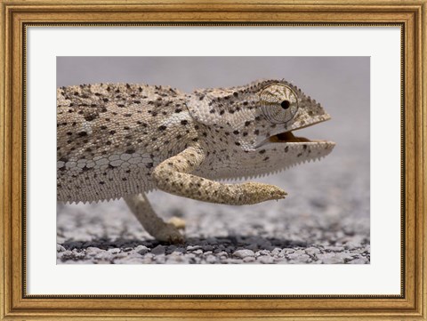 Framed Namibia, Caprivi Strip, Flap Necked Chameleon lizard Head Print