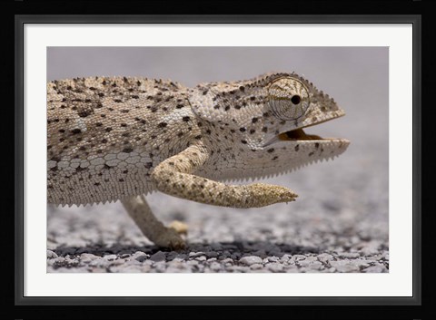 Framed Namibia, Caprivi Strip, Flap Necked Chameleon lizard Head Print