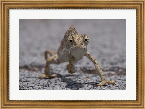 Framed Namibia, Caprivi Strip, Flap Necked Chameleon lizard Print