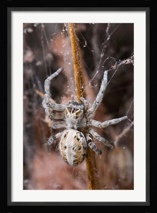 Framed Namibia, Etosha National Park, Spider feeding on moth Print