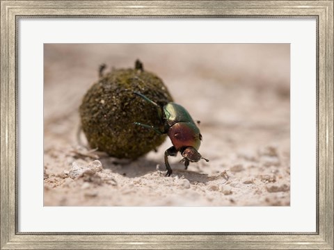 Framed Namibia, Etosha NP, Dung Beetle insect Print