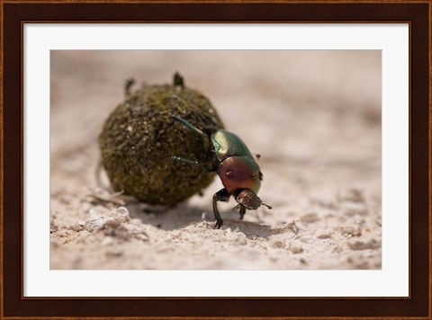 Framed Namibia, Etosha NP, Dung Beetle insect Print