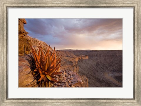 Framed Namibia, Fish River Canyon National Park, desert plant Print
