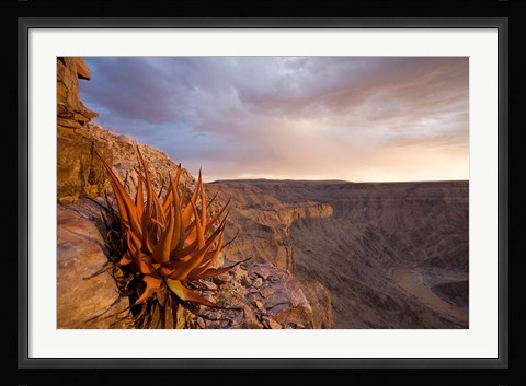 Framed Namibia, Fish River Canyon National Park, desert plant Print