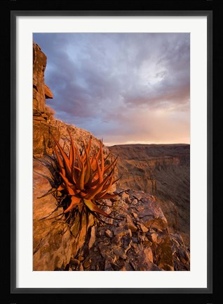 Framed Namibia, Fish River Canyon National Park, close up of adesert plant Print