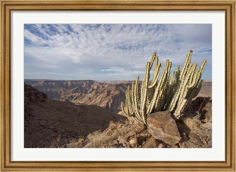 Framed Namibia, Fish River Canyon NP, Cactus succulent Print
