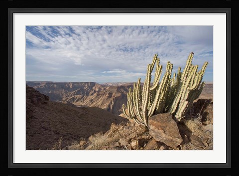 Framed Namibia, Fish River Canyon NP, Cactus succulent Print