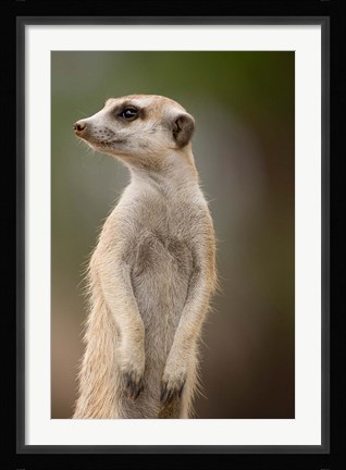 Framed Namibia, Keetmanshoop, Meerkat burrow, Mongoose Print