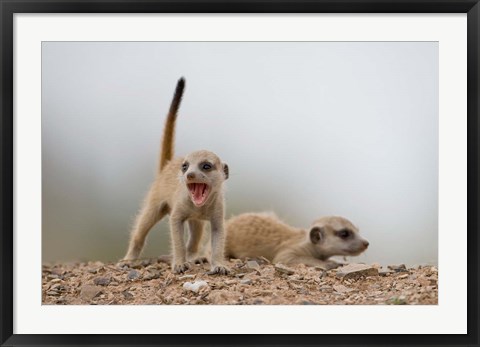 Framed Namibia, Keetmanshoop, Meerkat, mongoose, Namib Desert Print