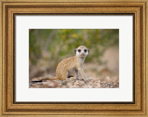 Framed Namibia, Keetmanshoop, Namib Desert, Mongoose Print
