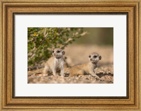Framed Namibia, Keetmanshoop, Namib Desert, Meerkats lying Print