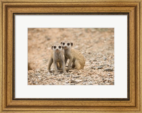 Framed Namibia, Keetmanshoop, Meerkat, Namib Desert, Mongoose Print