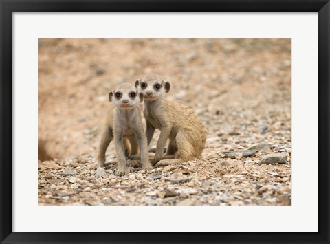 Framed Namibia, Keetmanshoop, Meerkat, Namib Desert, Mongoose Print