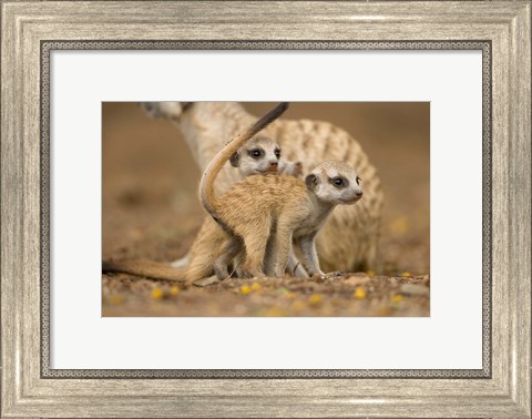 Framed Namibia, Keetmanshoop, Meerkat, Namib Desert, mongoose with babies Print