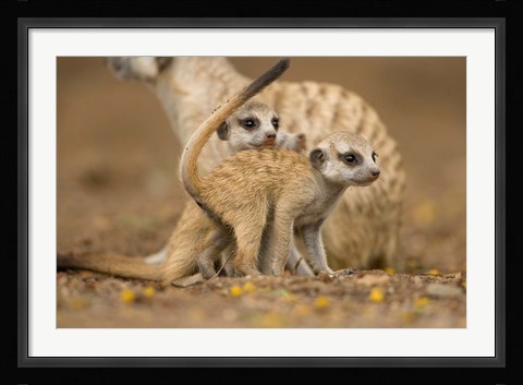 Framed Namibia, Keetmanshoop, Meerkat, Namib Desert, mongoose with babies Print