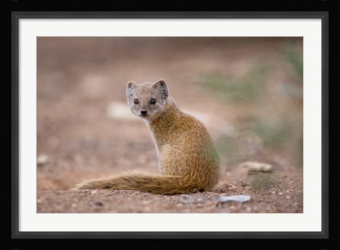 Framed Namibia, Keetmanshoop, Yellow Mongoose wildlife Print