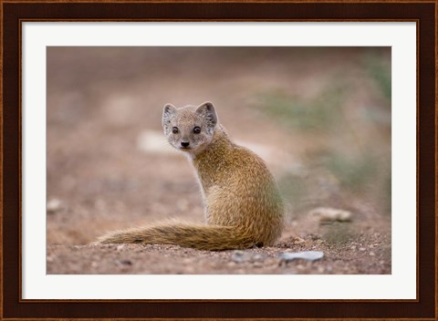 Framed Namibia, Keetmanshoop, Yellow Mongoose wildlife Print
