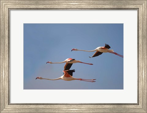 Framed Namibia, Skeleton Coast, Lesser Flamingo tropical birds Print