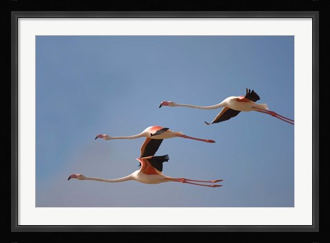 Framed Namibia, Skeleton Coast, Lesser Flamingo tropical birds Print