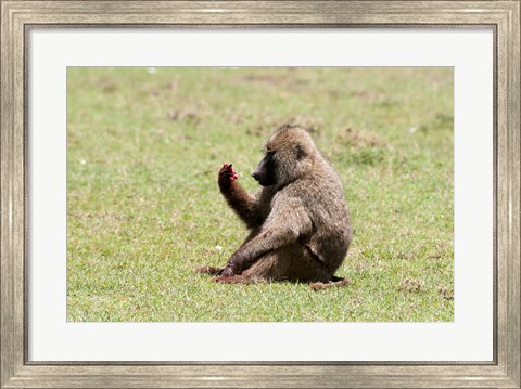 Framed Olive Baboon, Papio anubis, Maasai Mara, Kenya. Print