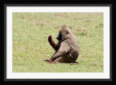 Framed Olive Baboon, Papio anubis, Maasai Mara, Kenya. Print