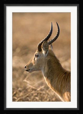 Framed Puku, Busanga Plains, Kafue National Park, Zambia Print