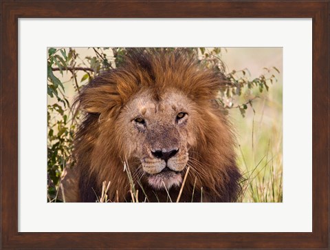 Framed Old black maned male lion, Maasai Mara, Kenya Print