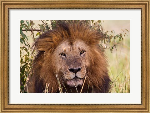 Framed Old black maned male lion, Maasai Mara, Kenya Print