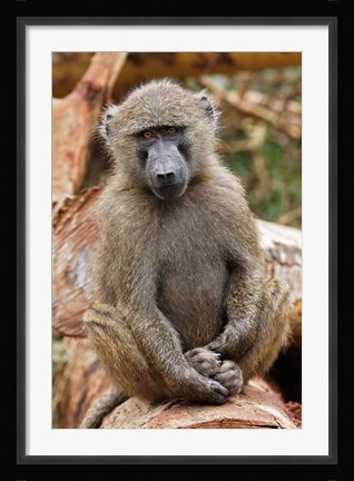 Framed Olive Baboon primate, Lake Nakuru National Park, Kenya Print
