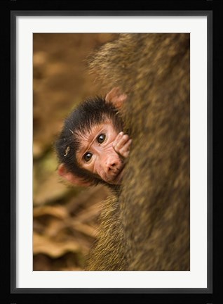 Framed Olive Baboon primates, Lake Manyara NP, Tanzania Print