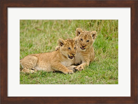 Framed Pair of lion cubs playing, Masai Mara Game Reserve, Kenya Print
