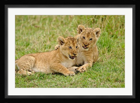 Framed Pair of lion cubs playing, Masai Mara Game Reserve, Kenya Print