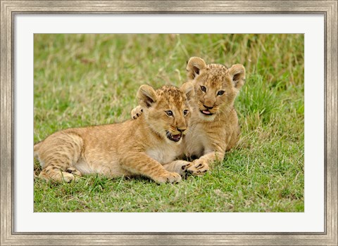 Framed Pair of lion cubs playing, Masai Mara Game Reserve, Kenya Print